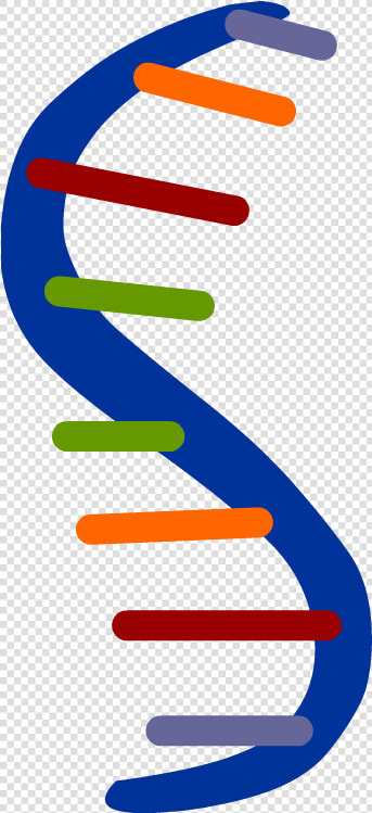 Rna Clipart  HD Png DownloadTransparent PNG