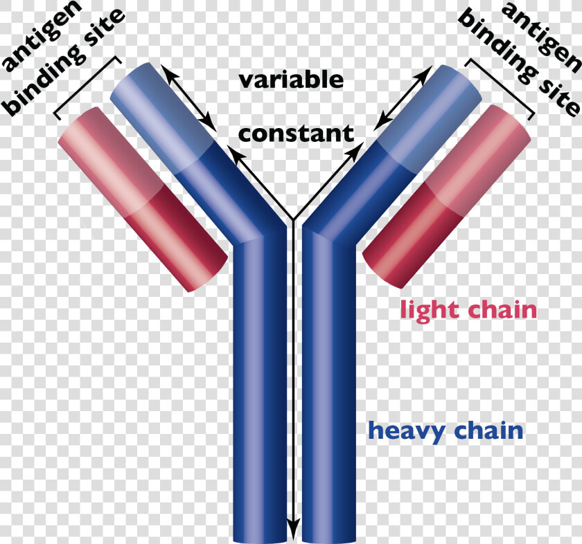 Antibody Structure  HD Png DownloadTransparent PNG