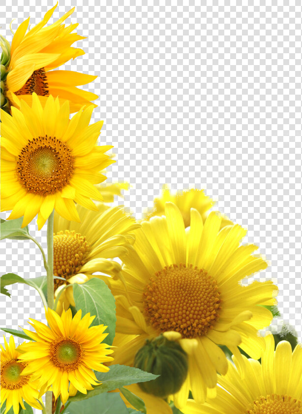 Transparent Sunflower Frame Png   Sunflower Photo Frame Png  Png DownloadTransparent PNG