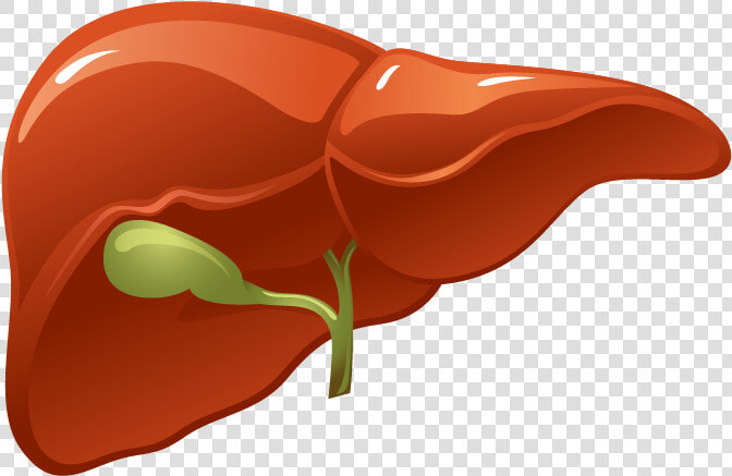 Higado1   Liver Organ Png  Transparent PngTransparent PNG