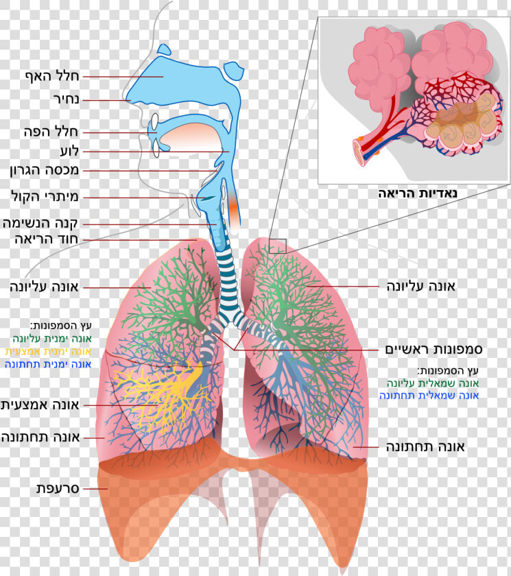 Respiratory System Simple Heb   Respiratory System  HD Png DownloadTransparent PNG