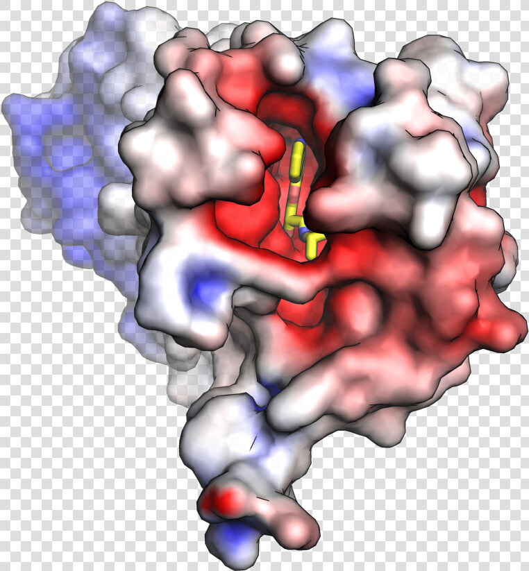 Beta 2 Adrenergic Receptor Electrostatic Top   Space Filling Model Protein  HD Png DownloadTransparent PNG