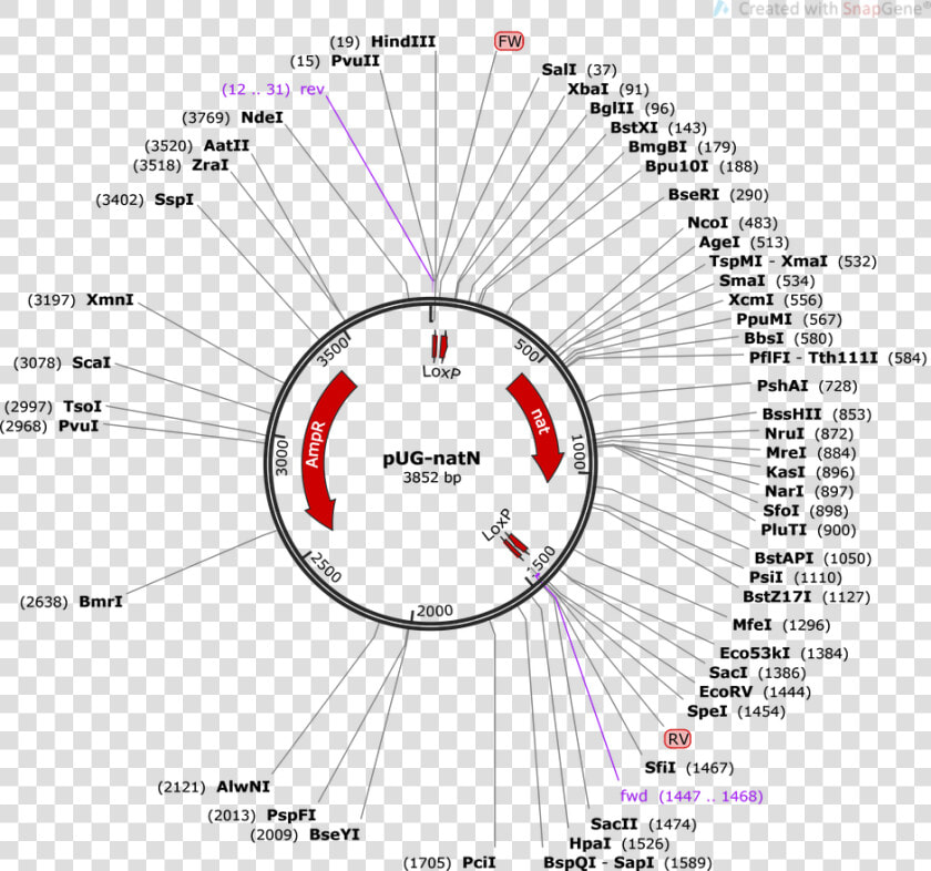 Pug 36 Vector Restriction Enzyme  HD Png DownloadTransparent PNG