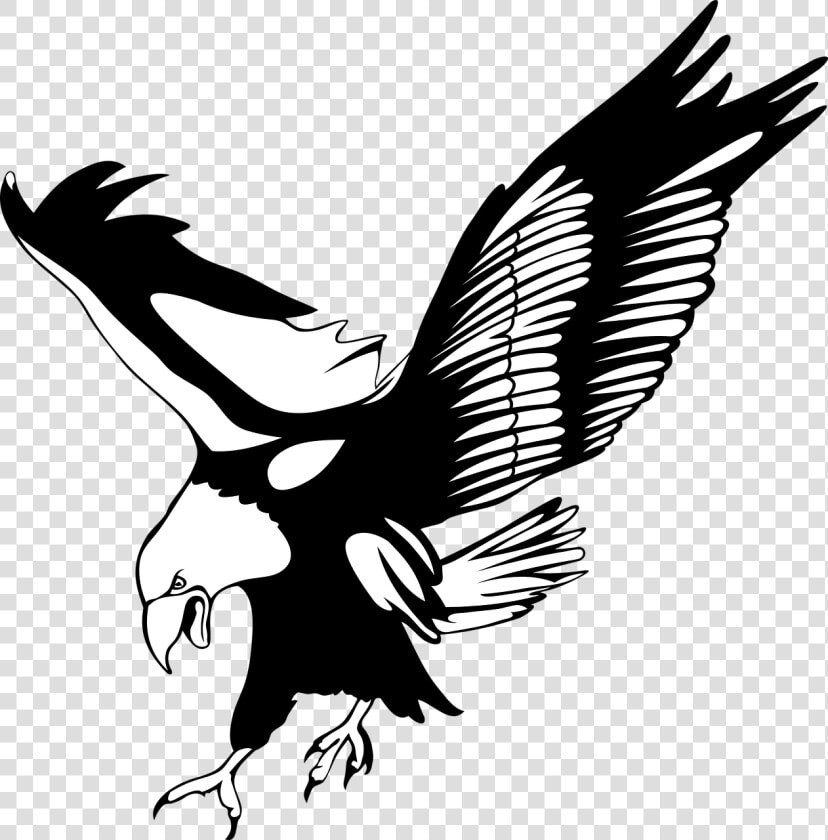 No Background  Bird  Eagle  Transparent Background   Bird Of Prey Clipart  HD Png DownloadTransparent PNG