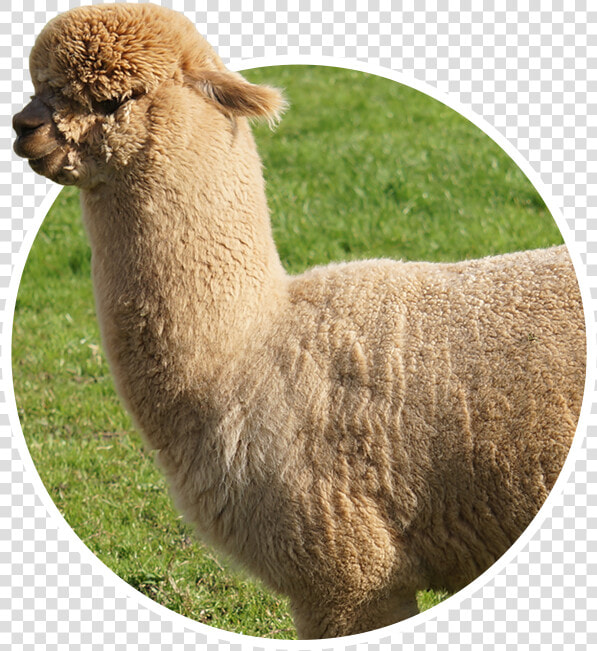 Alpaca  HD Png DownloadTransparent PNG