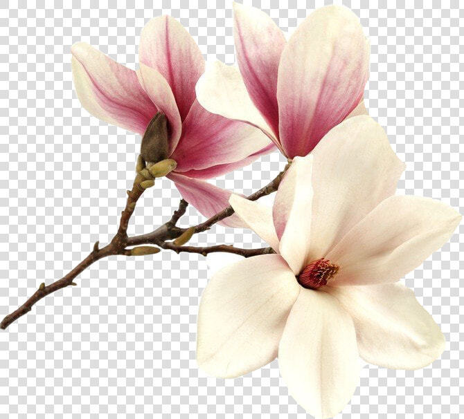  flower  magnolia  magnolie  magnolias  tree  pink   Magnolia Pink Flower Png  Transparent PngTransparent PNG