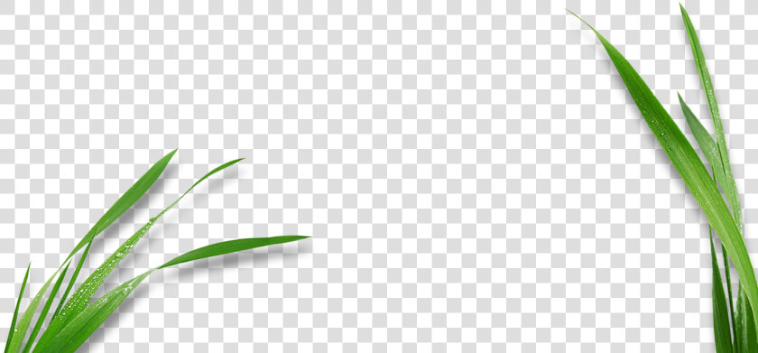 Transparent Corn Stalk Clipart   Corns Leaf For Logo Png  Png DownloadTransparent PNG