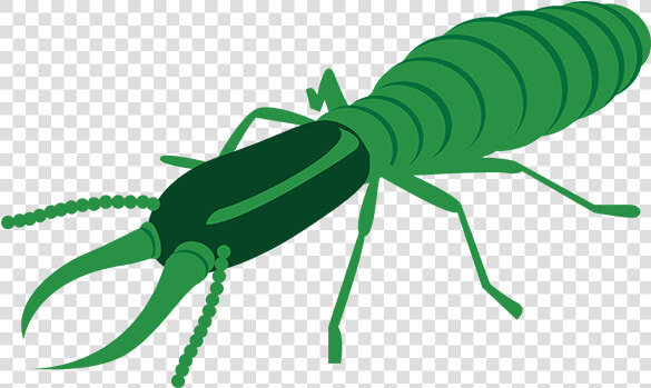 Termite Control   Insect  HD Png DownloadTransparent PNG