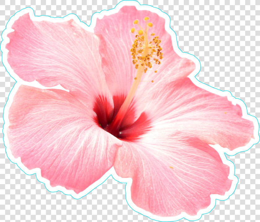 Transparent Plumeria Clipart   Pink Hibiscus Flower Png  Png DownloadTransparent PNG