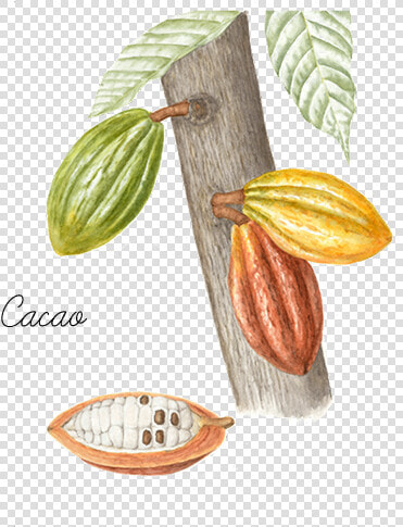 Cacao   Diet Food  HD Png DownloadTransparent PNG