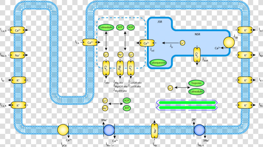 Cardiac Cell Model  HD Png DownloadTransparent PNG