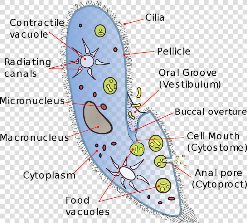 Transparent Vacuole Png   Unicellular Organisms  Png DownloadTransparent PNG