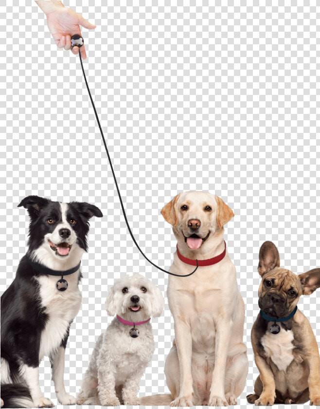 Transparent Dog Leash Png   Labrador Retriever Transparent Background  Png DownloadTransparent PNG