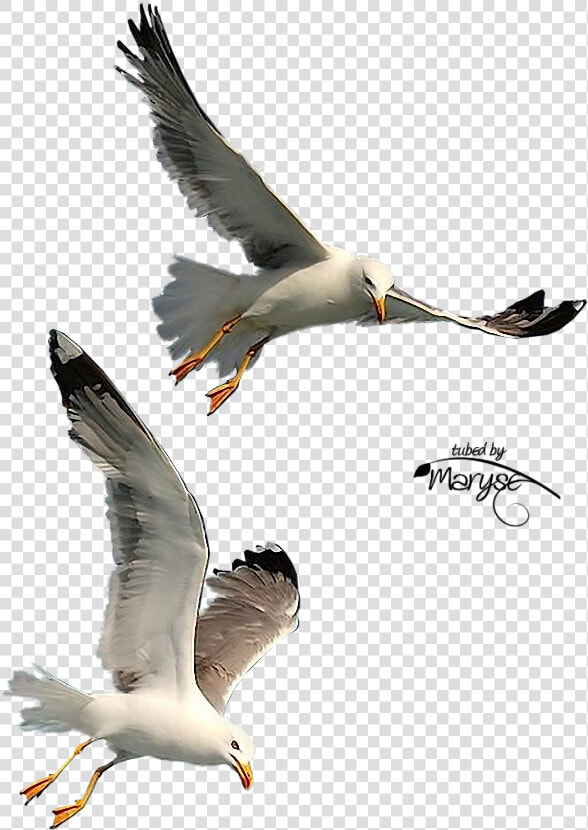 Free Download Seagulls Flying Png Clipart Gulls Bird   Transparent Background Seagull Png  Png DownloadTransparent PNG