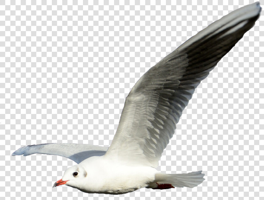 Gulls Portable Network Graphics Clip Art Flight Shorebirds   Flying Seagull Transparent Background  HD Png DownloadTransparent PNG