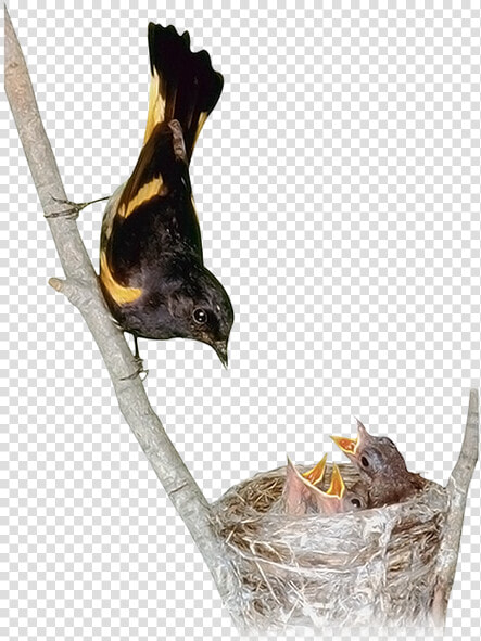 Гнездо  Птенцы  Маленькая Птица  Chicks  Little Bird    Birds  HD Png DownloadTransparent PNG