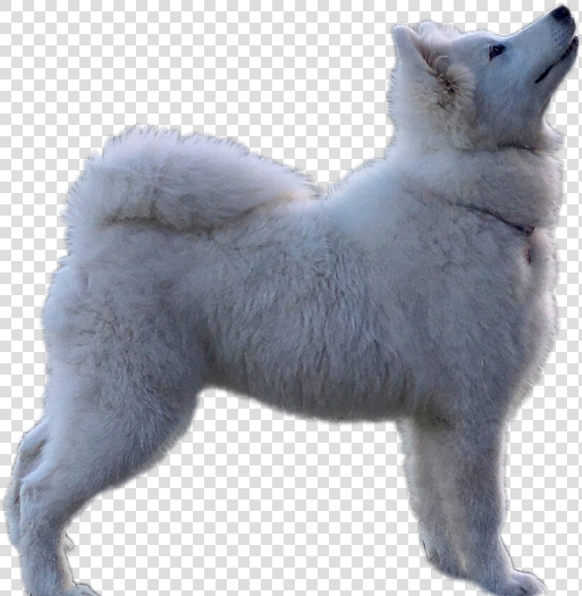 Samoyed Png   Kishu  Transparent PngTransparent PNG