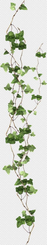 Plant Vine Ivy Free Clipart Hd Clipart   Ivy Png  Transparent PngTransparent PNG