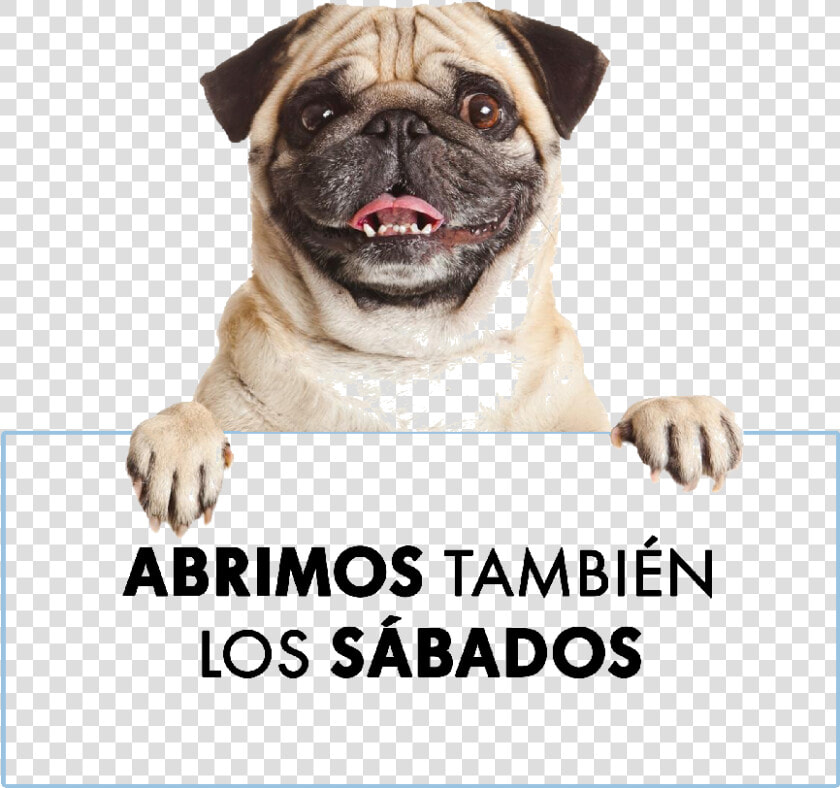  perro  dog  anuncio   Pug Holding A Sign  HD Png DownloadTransparent PNG