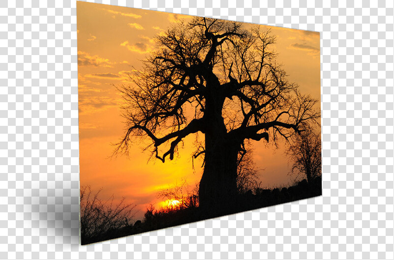 High Resolution Baobab Tree  HD Png DownloadTransparent PNG