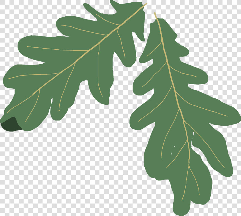 Free  Subject To Terms Of Use  High Resolution Images   Oak Leaf Clipart Png  Transparent PngTransparent PNG