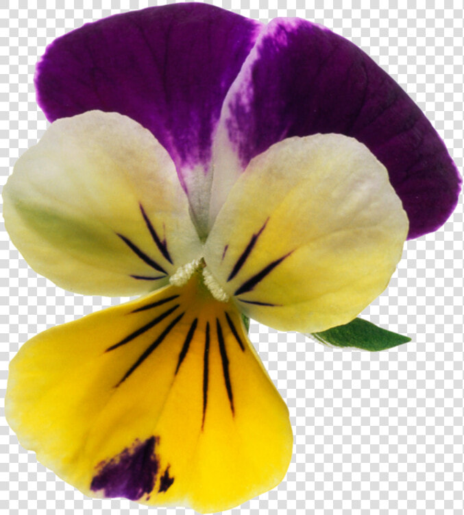 Transparent Pansies Png   Violet  Png DownloadTransparent PNG