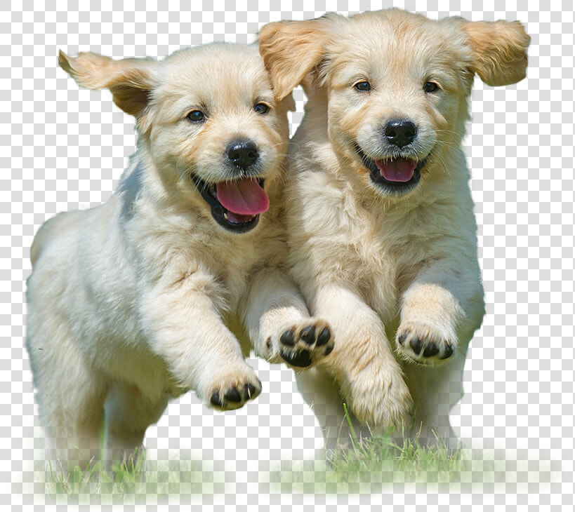 Reduce  Reuse  Recycle   Golden Retriever Puppies  HD Png DownloadTransparent PNG