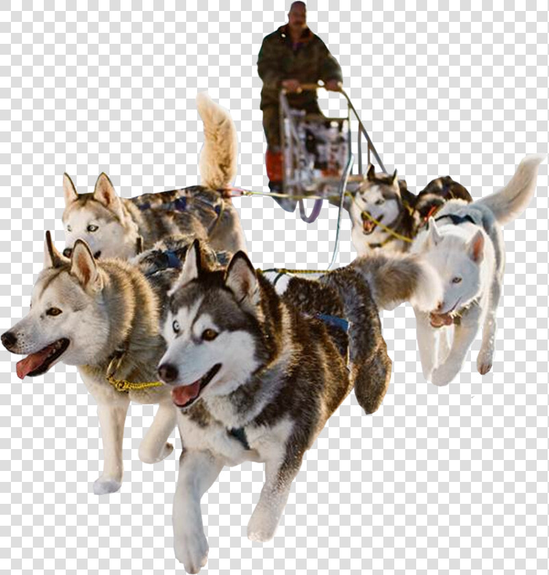 Dog Sled Png  Transparent PngTransparent PNG