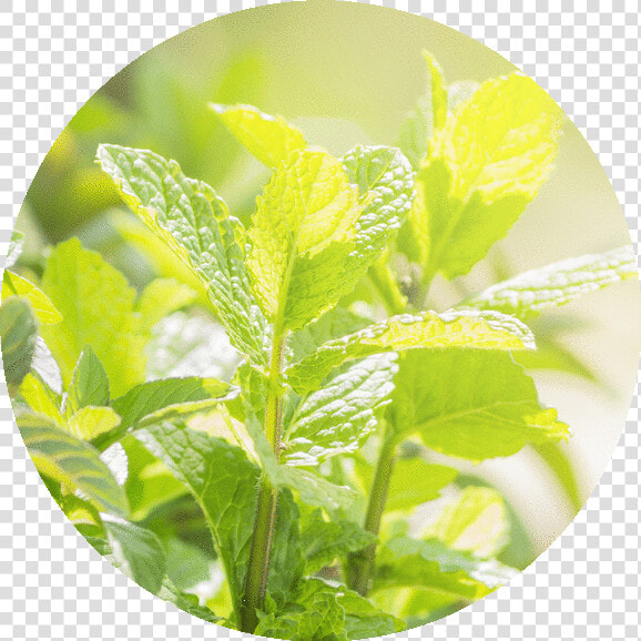 Houseplant  HD Png DownloadTransparent PNG