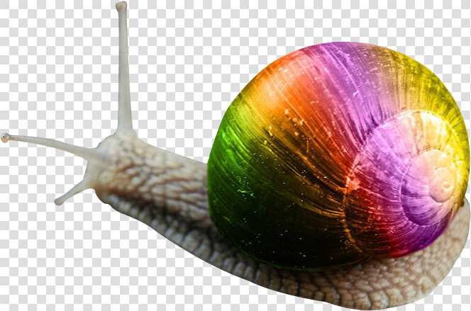 Snail Png Image Transparent Background   Snail Transparent  Png DownloadTransparent PNG