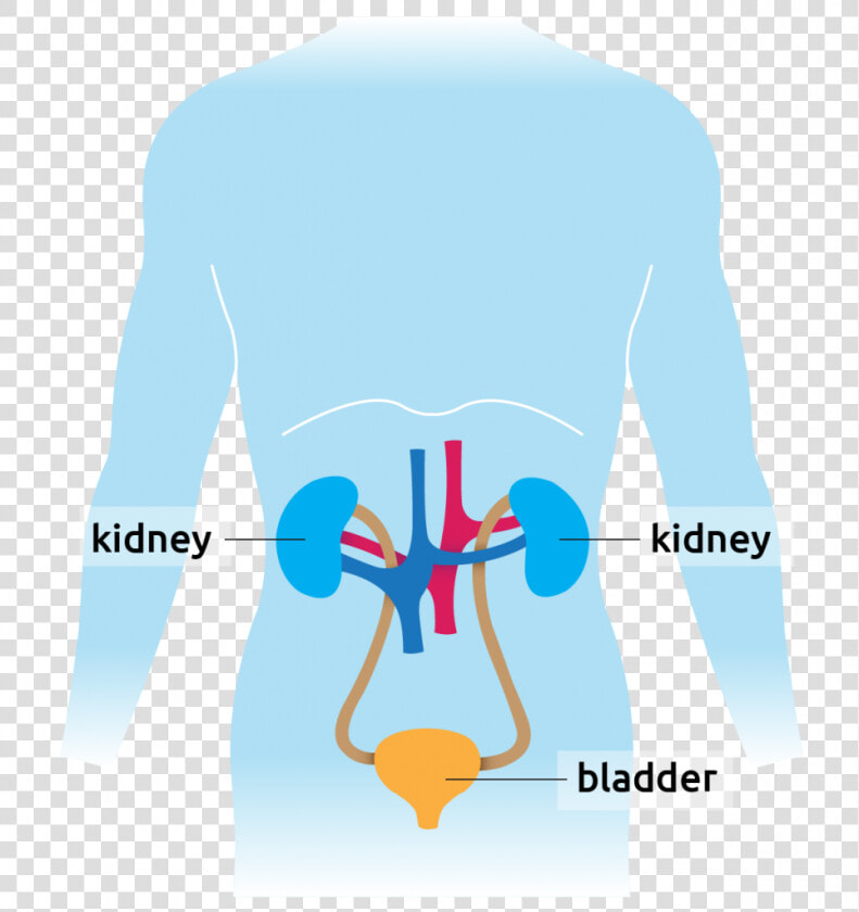 Human Diagram Showing Kidney And Bladder   Graphic Design  HD Png DownloadTransparent PNG