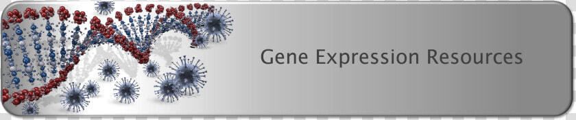 Gene Expression Resources   Poppy  HD Png DownloadTransparent PNG