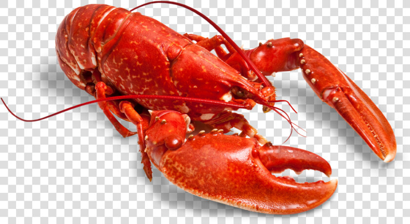 Transparent Cooked Lobster Png  Png DownloadTransparent PNG