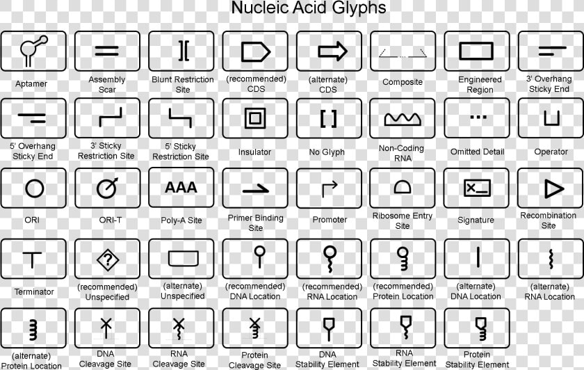 Synthetic Biology Symbols   Sbol Visual Cds Stands  HD Png DownloadTransparent PNG