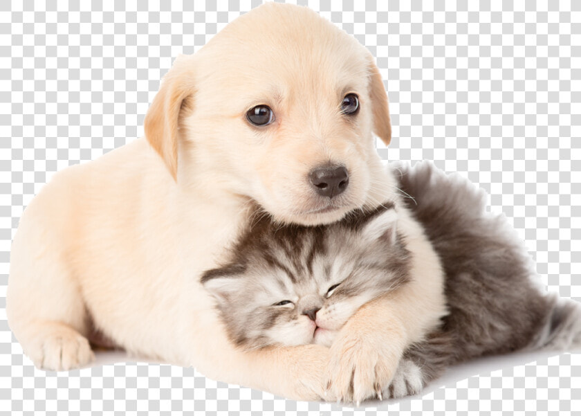 Puppy And Kitten Laying Together   Cachorro Perro Y Gato  HD Png DownloadTransparent PNG