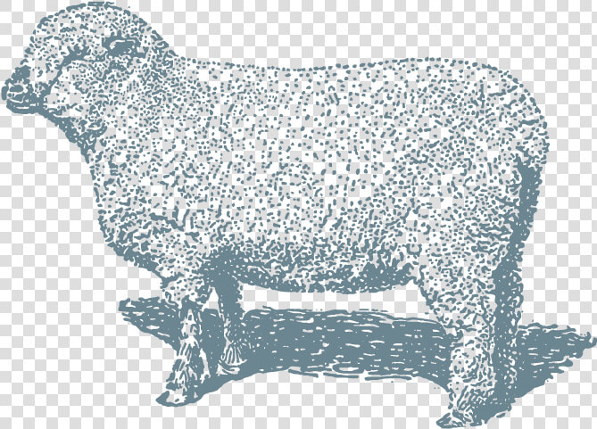 Lamb 8x10   Sheep  HD Png DownloadTransparent PNG