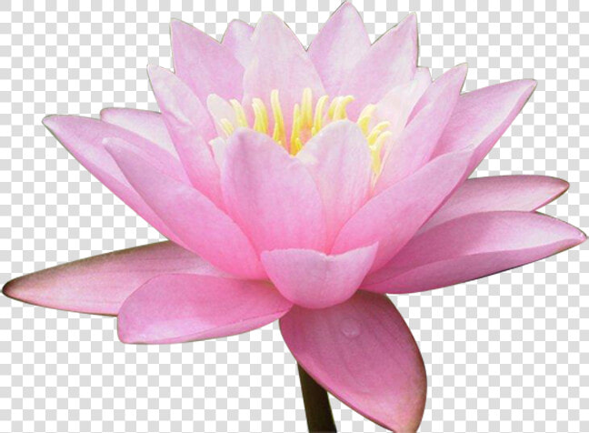 Nelumbo Nucifera Water Lily Flower   Кувшинки  HD Png DownloadTransparent PNG