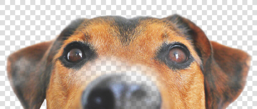  freetoedit   Dog Peeking Png  Transparent PngTransparent PNG