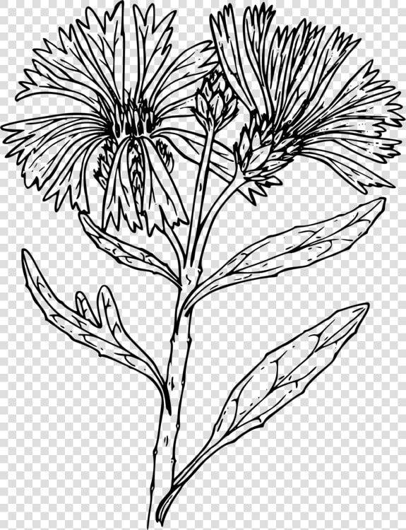 Black And White Line Art Floral Design Drawing Flower   Drawings Of Bachelor Button Flowers  HD Png DownloadTransparent PNG