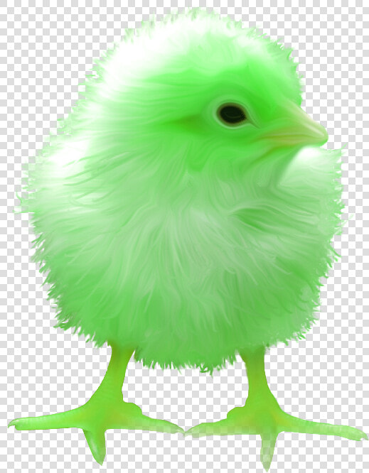 Surreal Memes Wiki   Raven Chick  HD Png DownloadTransparent PNG