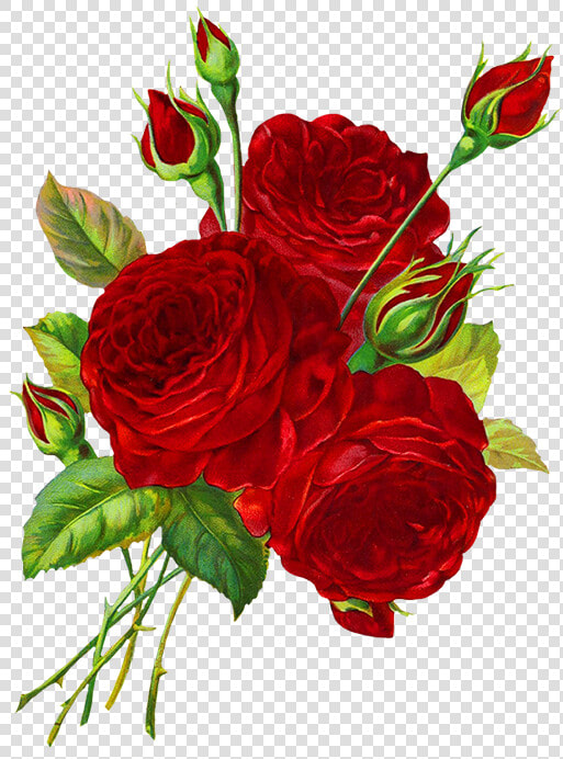 Rose Drawing Png   Red Rose Drawings Png  Transparent PngTransparent PNG