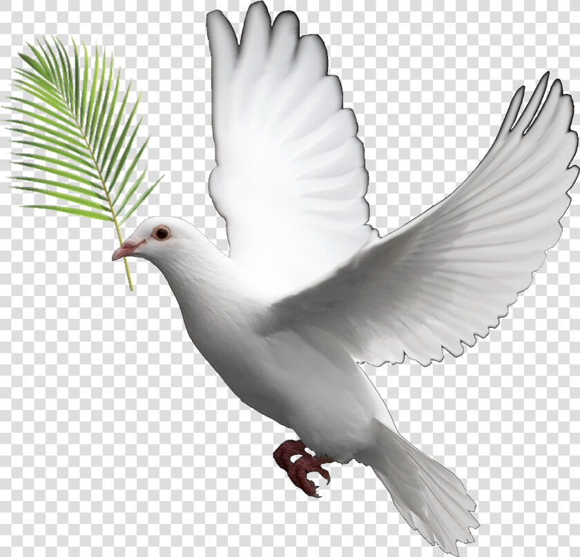 Transparent Dove Clipart Png   Transparent Background Dove Png  Png DownloadTransparent PNG