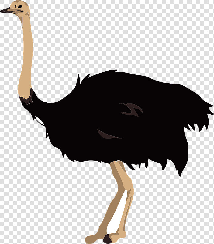 Ostrich Bird Clipart   ダチョウ イラスト  HD Png DownloadTransparent PNG