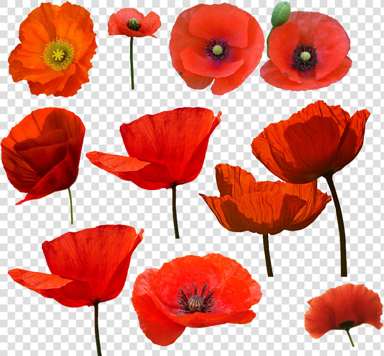 Amapolas Watercolor Poppy And   Amapolas Png  Transparent PngTransparent PNG