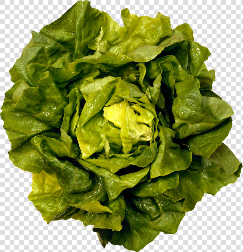 Green Salad Png Image   Boston Butter Lettuce  Transparent PngTransparent PNG