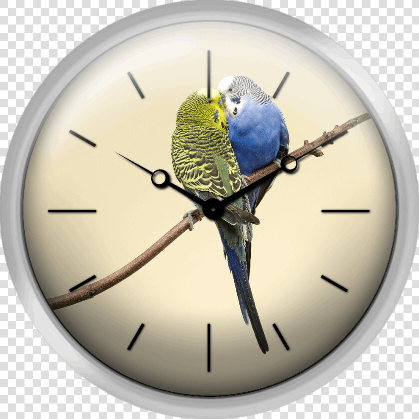 Two Budgies Kissing On A Branch   Lindo É Quando Alguém Escolhe Pousar Ao Teu Lado  HD Png DownloadTransparent PNG