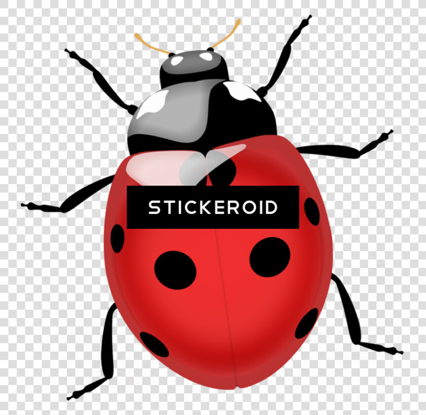 Termite Bugs Insects   Coccinella Png  Transparent PngTransparent PNG