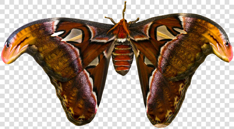 Animal  Butterfly  Insect  Atlas Moth  Atlas Butterfly   Butterfly  HD Png DownloadTransparent PNG