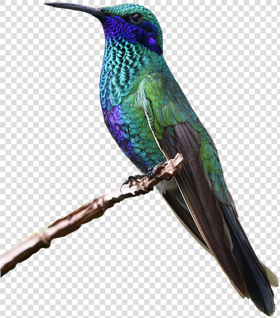 Hummingbird Png Hd   Colorful Flying Birds Png  Transparent PngTransparent PNG