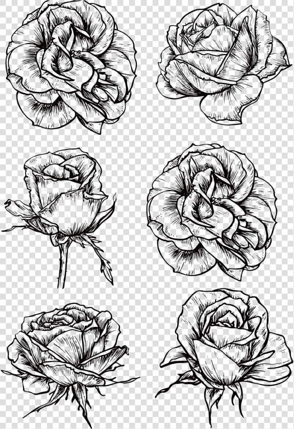 Graphic Rose Flower Black And White Roses Transprent   Tattoo Bloomed Rose Drawing  HD Png DownloadTransparent PNG